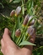 Рябчик ува вульпис (Fritillaria uva vulpis) - 2
