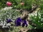 Гвоздика песчаная (Dianthus arenarius) - 4