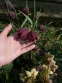 Морозник нигеркорс "Кэнди Лав" (Helleborus × nigercors "Candy Love") - 8