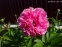 Пион "Карнейшен Букет" (Paeonia "Carnation Bouquet") - 4