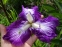 Ирис мечевидный "Ред Репитер" (Iris ensata "Red Repeater") - 7