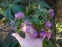 Морозник гибридный ЛС "Блю Лейди" (Helleborus × hybridus LS "Blue Lady") - 5