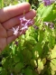 Горянка крупноцветковая "Лилафея" (Epimedium grandiflorum "Lilafea") - 5
