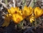 Крокус золотистый "Геральд" (Crocus chrysanthus "Herald") - 3