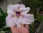 Ирис мечевидный "Грейвудс Кэтрин" (Iris ensata "Greywoods Catrina") - 6
