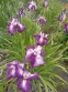 Ирис мечевидный "Ред Репитер" (Iris ensata "Red Repeater") - 10