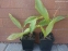 Ландыш майский (Convallаria majаlis) - 2