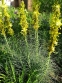 Асфоделина желтая (Asphodeline lutea) - 7