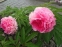 Пион "Роуз Харт" (Paeonia "Rose Heart") - 11