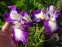 Ирис мечевидный "Ред Репитер" (Iris ensata "Red Repeater") - 4