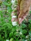 Колокольчик чесночницелистный (Campanula alliariifolia) - 1