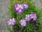 Ирис мечевидный "Харлеквинеск" (Iris ensata "Harlequinesque") - 7