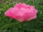 Пион "Пинк Баблс" (Paeonia "Pink Bubbles") - 4
