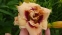 Лилейник "Розуита" (Hemerocallis "Roswitha") - 5
