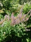 Вероникаструм виргинский (Veronicastrum virginica) - 2
