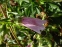 Колокольчик точечный (Campanula punctata) - 4