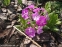 Первоцвет Зибольда (Primula sieboldii) - 3