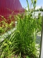 Осока Грея (Carex grayi) - 6