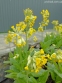 Первоцвет весенний (Primula veris) - 4