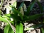 Пролеска двулистная ф. альба (Scilla bifolia f. alba) - 3