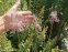 Лук килеватый хорошенький (Allium carinatum subsp. pulchellum) - 2
