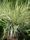 Райграс луковичный "Вариегатум" (Arrhenatherum elatius subsp. bulbosum "Variegatum") - 6