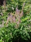 Вероникаструм виргинский (Veronicastrum virginica) - 4