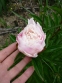 Пион "Гардения" (Paeonia "Gardenia") - 5