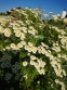 Ромашка исключительная "Сноу Драфт" (Matricaria eximia "Snow Draft") - 2