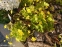 Вальдштейния тройчатая (Waldsteinia ternata) - 4