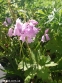 Гиацинтоид испанский "Пинк" (Hyacinthoides hispanica "Pink") - 1