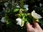Морозник гибридны №1 (Helleborus × hybridus) - 8