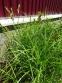 Осока пальмолистная (Carex muskingumensis) - 4