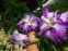 Ирис мечевидный "Харлеквинеск" (Iris ensata "Harlequinesque") - 1