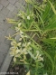 Ирис короткостебельный (Iris brevicaulis) - 6
