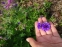 Герань гималайская "Бирч Дабл" (Geranium himalayense "Birch Doubl") - 2
