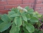 Пион "Млокосевича" (Paeonia mlokosewitschii) - 5