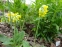 Первоцвет крупночашечный (Primula macrocalyx Bunge) - 1