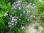 Лук скорода (Allium schoenoprasum) - 2