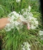 Лук Китайский резанец (Allium tuberosum) - 1