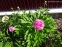 Пион "Карнейшен Букет" (Paeonia "Carnation Bouquet") - 3