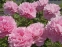 Пион "Мариэтта Сиссон" (Paeonia "Marietta Sisson") - 1