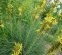 Асфоделина желтая (Asphodeline lutea) - 3
