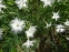 Гвоздика песчаная (Dianthus arenarius) - 1