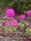 Первоцвет мелкозубчатый "Кашмериана" (Primula denticulata "Cashmeriana") - 2