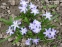 Хионодокса Люцилии "Виолет Бьюти" (Chionodoxa luciliae "Violet Beauty") - 2