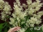 Горец изменчивый (Persicaria polymorpha) - 10
