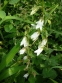 Колокольчик чесночницелистный (Campanula alliariifolia) - 2