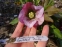 Морозник гибридный ЛС "Пинк Споттед Лейди" (Helleborus × hybridus LS "Pink Spotted Lady") - 5