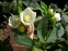 Морозник гибридны №1 (Helleborus × hybridus) - 7